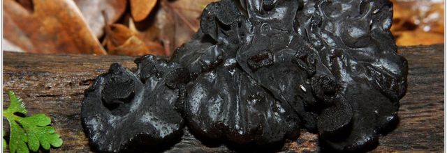 Exidie Glanduleuse (1) - Exidia glandulosa
