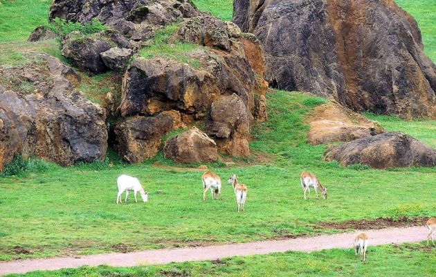 des animaux à Cabarceno