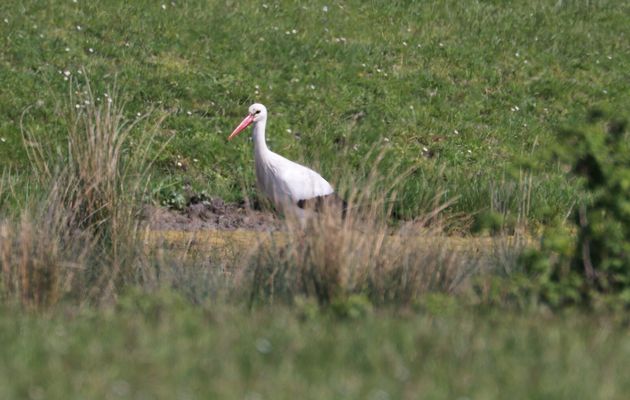 CIGOGNES BLANCHES 2025 - MARAIS DE BROUAGE (Charente-Maritime)