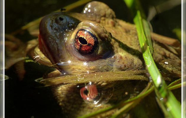 Par cette canicule, Crapaud Bel-œil se tient au frais dans le bassin à poissons - Lartigau - Milhas - 31 