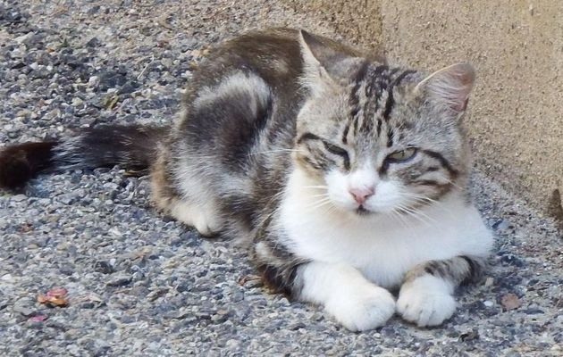 un beau minou 