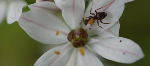 Un instant au jardin : visiteuse du matin