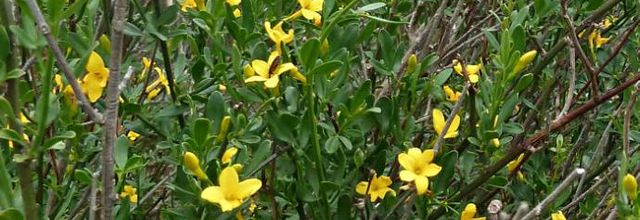 Jasminum fruticans - jasmin jaune