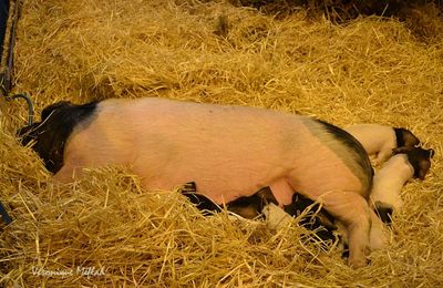 Salon International de l'Agriculture 2015 : Le Porc de race Basque