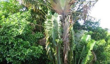 ARBRE DU VOYAGEUR .