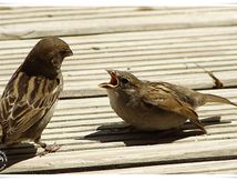 Moineaux domestiques - Passer domesticus - House Sparrow