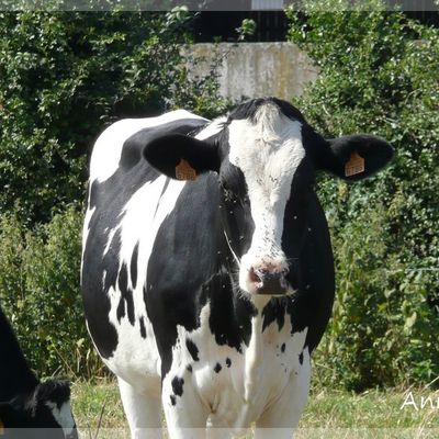C'est la fête des vaches