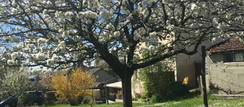 LES CERISES 2017