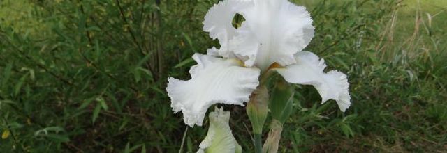 Les Iris de Nanie