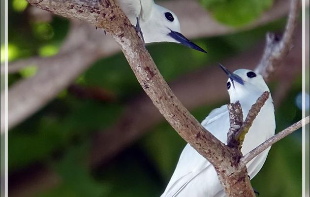 3 oiseaux communs : Gygis blanche, White Tern (Gygis alba), Noddi marianne, Lesser Noddy (Anous tenuirostris), Phaéton à bec jaune, White-tailed Tropicbird (Phaethon lepturus) - Aride - Seychelles