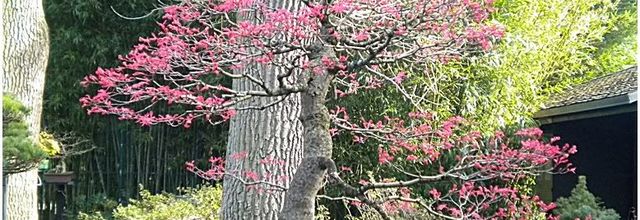 Parc Floral de Paris : Le Bonsai : Acer Palmatum Seigen