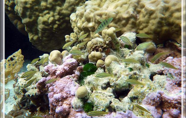 Pouponnière de poissons-perroquets - Jardin de Corail - Motu Tautau - Taha'a - Polynésie française