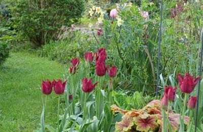 Avril 2024, la saison des tulipes