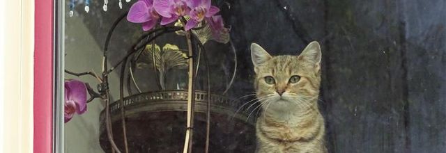 Dimanche c'est chat