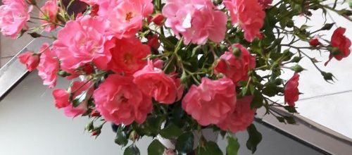Un joli petit bouquet de roses du jardin...