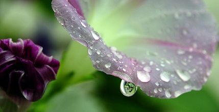 FLEUR BEAUTE