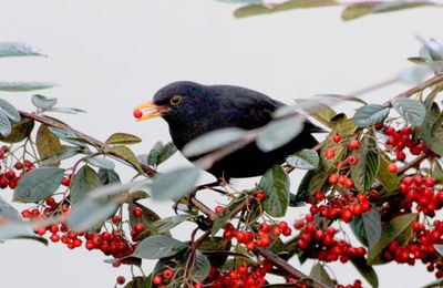 Nourrir les oiseaux en hiver