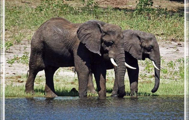 La baignade ludique des éléphants - Safari nautique - Parc National de Chobe - Botswana