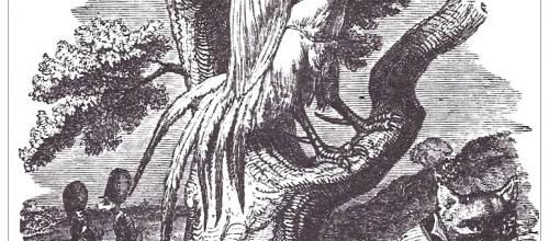 Le coq et le renard (d'après Jean de la Fontaine)