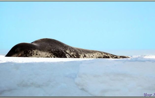 24/02/2022 : d'abord, observation d'un rocher dépassant de la banquise, puis de quelques superbes Manchots empereurs, enfin vus de près ! - Siple Island