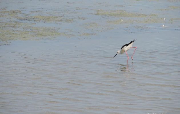Avocettes , Aigettes , échasse et héron à Oléron (17)