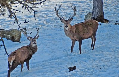 Le Parc animalier des Angles (66). 
