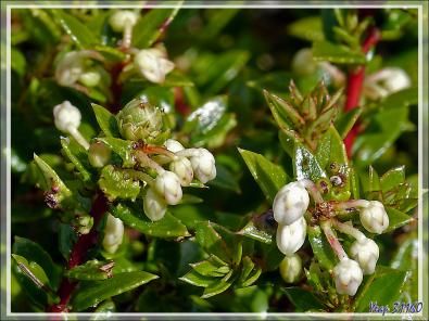 Floraison de la Gaulthérie ou Pernettya mucronée, Bruyère épineuse, Chaura (Gaultheria mucronata) - Peninsula de Magallanes - Patagonie - Argentine