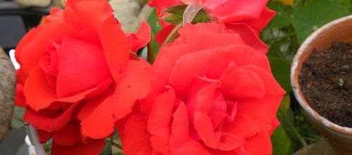 Roses rouges
