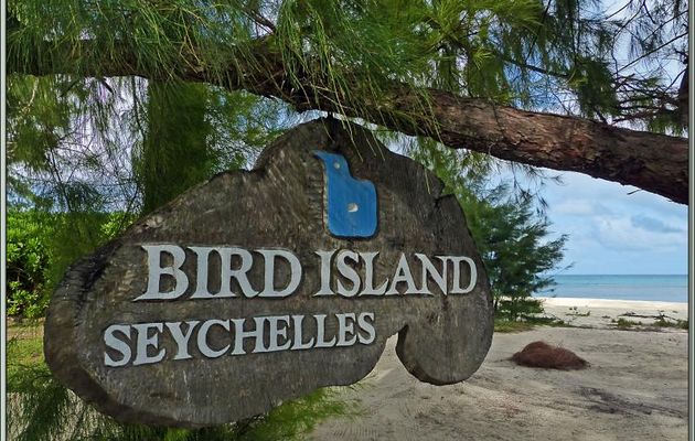 L'adieu à Bird Island, petit paradis perdu mais plein de vie au milieu de l'Océan Indien - Seychelles