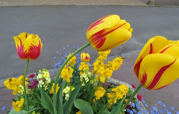 tulipes et ...