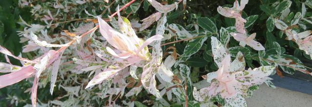 des plantes et fleurs et ++