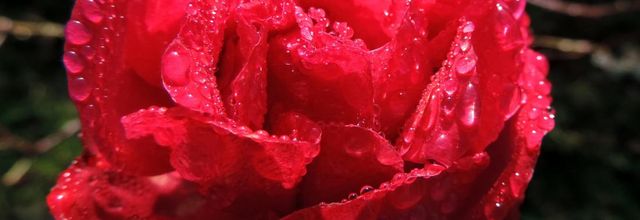 ma dernière rose de Noel