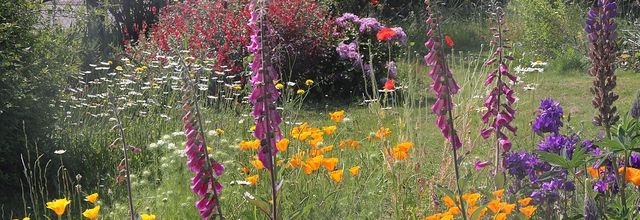 Scènes de jardin en mai...2