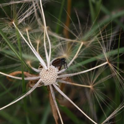 Qui a les plus grandes... 