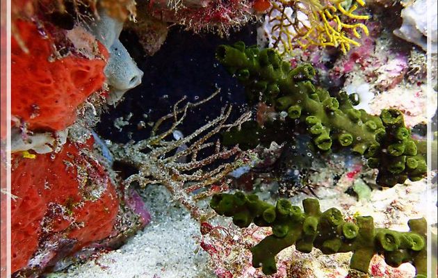 Cachée derrière le corail Tubastrée arborescente (Tubastrea micrantha) : Squille multicolore, Peacock mantis shrimp (Odontodactylus scyllarus) - Tétons - Tsarabanjina - Nosy Mitsio - Madagascar