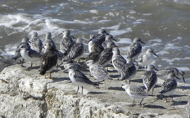 des oiseaux du bord de mer ! Bécasseaux Sanderling