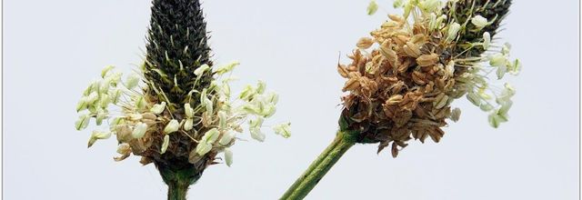 Plantain Lancéolé (3) - Plantago lanceolata