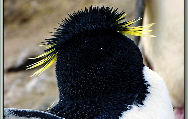 Encore la beauté du Gorfou sauteur (Eudyptes chrysocome) - Saunders Island - Falkland Islands, Iles Malouines, Islas Malvinas