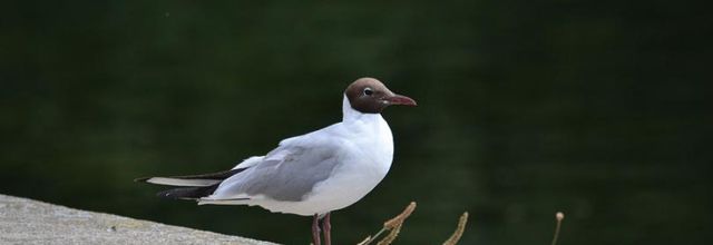 Les photos du week-end : "C'est de quel côté la mer" ? et citations 
