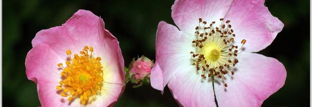 Eglantier (2) - Rosier Sauvage / Rosa Canina - Fleurs