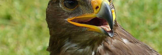 Aigle