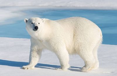 Beauté des ours blancs