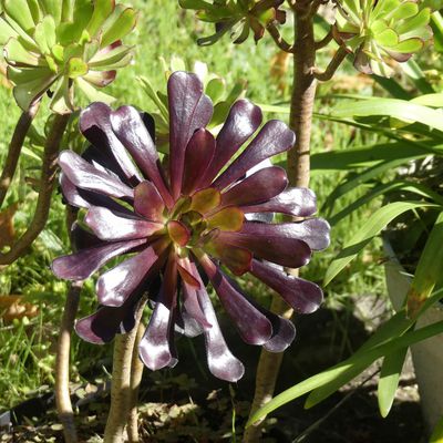 Le jardin en octobre