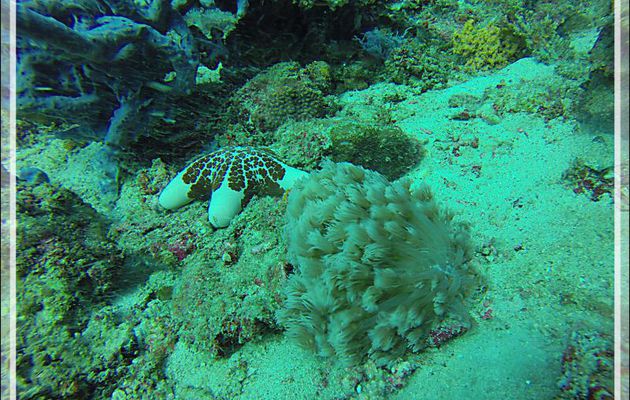 Scléractiniaire Poritidae Goniopora vert, Corail Anémone, Ball coral, Green flowerpot coral, Daisy coral (Goniopora sp. possible stokesi) et Etoile-coussin granuleuse - Nosy Mitsio - Madagascar