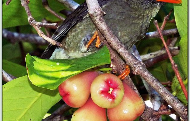 Bulbul merle (Hypsipetes crassirostris) et son petit déjeuner : les Roses pommes ou Jamboses (Syzygium jambos) - Praslin - Seychelles