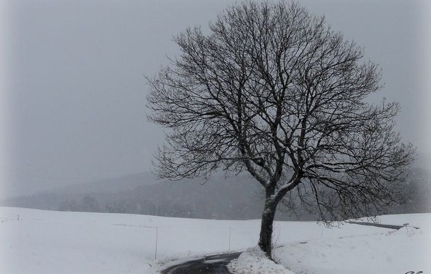 Un arbre dans la brume, c'est tout.