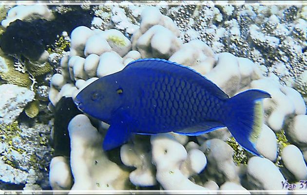 Poisson perroquet bleu nommé Perroquet brun ! Rusty parrotfish (Scarus niger) - Tumakohua (passe sud) - Atoll de Fakarava - Tuamotu - Polynésie française