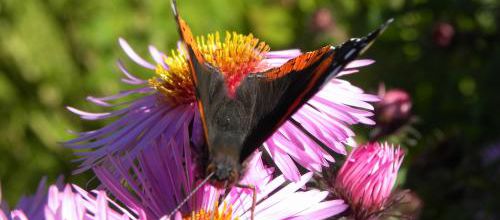Asters et papillons