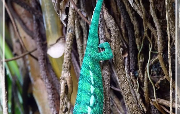 Caméléon panthère mâle, Panther chameleon (Furcifer pardalis) - Nosy Sakatia - Madagascar
