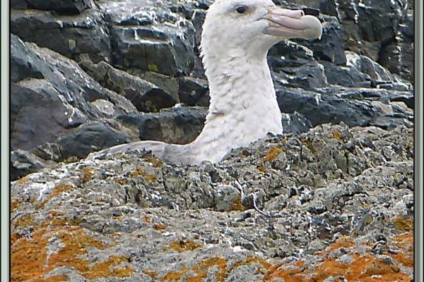 Photos des Pétrels géants de Hannah Point - Livingston Island - South Shetland Islands - Péninsule Antarctique